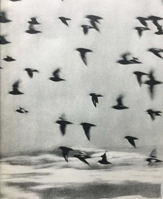 Birds in flight over a hazy coast