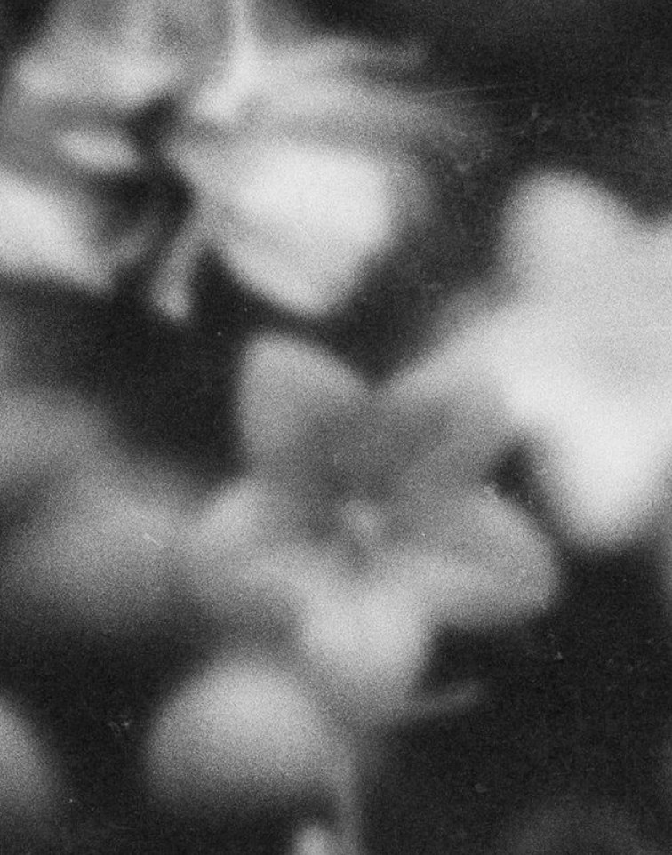Soft-focus black-and-white flowers